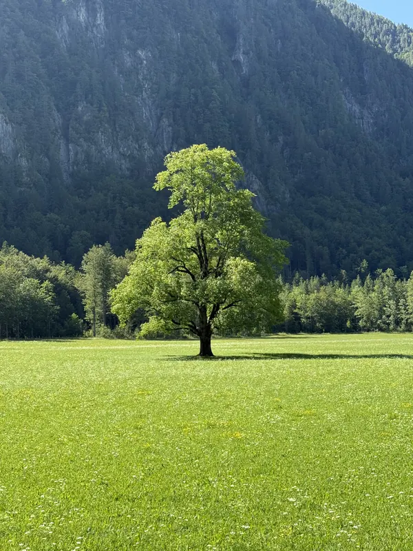 Lone green tree on alpine meadow under mountains
